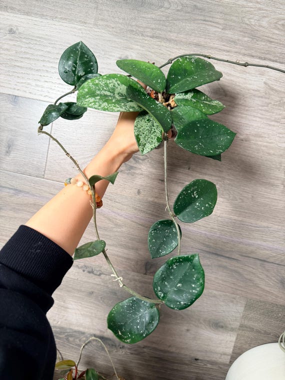 US Seller- Hoya Carnosa Freckles Splashy/ Silvery - Pick Your Own
