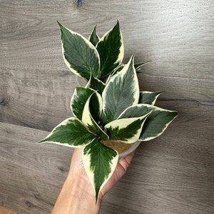 Hoya ALBO Variegated Polyneura ROOTED Cutting- ONE node cutting Grower&#39;s Choice