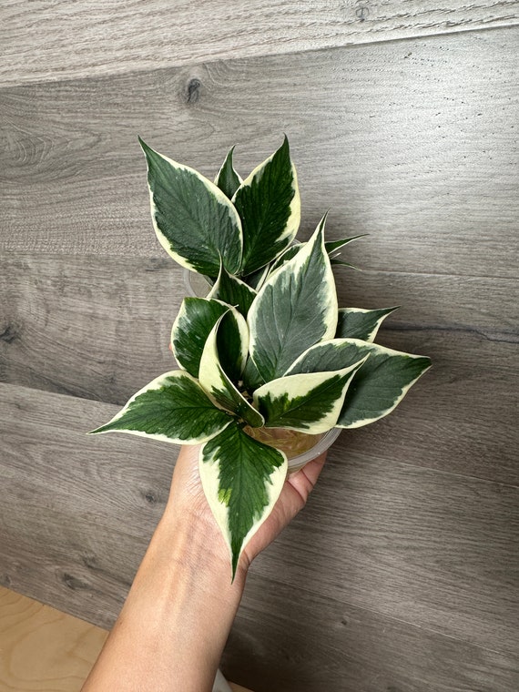Hoya ALBO Variegated Polyneura ROOTED Cutting- ONE Node Cutting