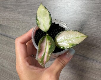 US Seller- Hoya Nabawanensis Variegated Rooted - Pick You Own - Etsy