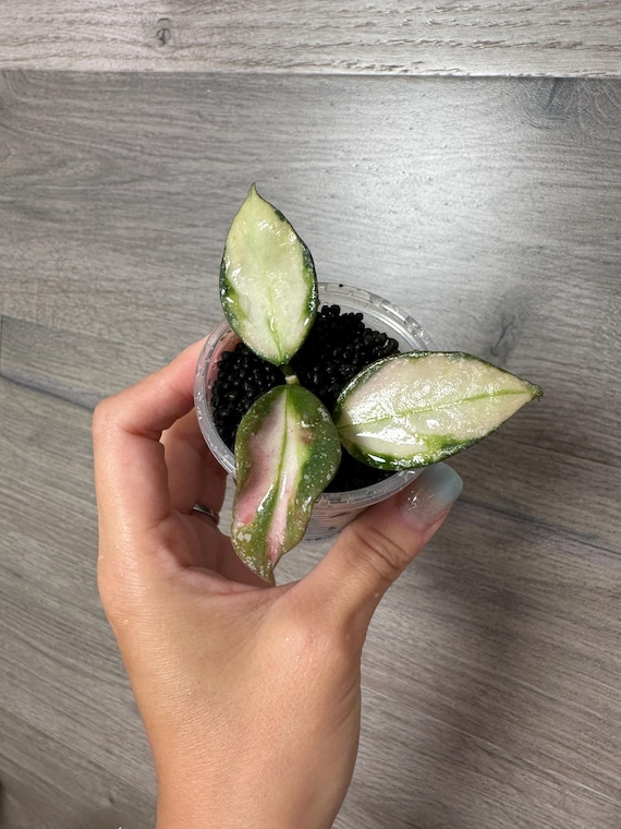 US Seller- Hoya Nabawanensis Variegated Rooted - Pick You Own - Etsy