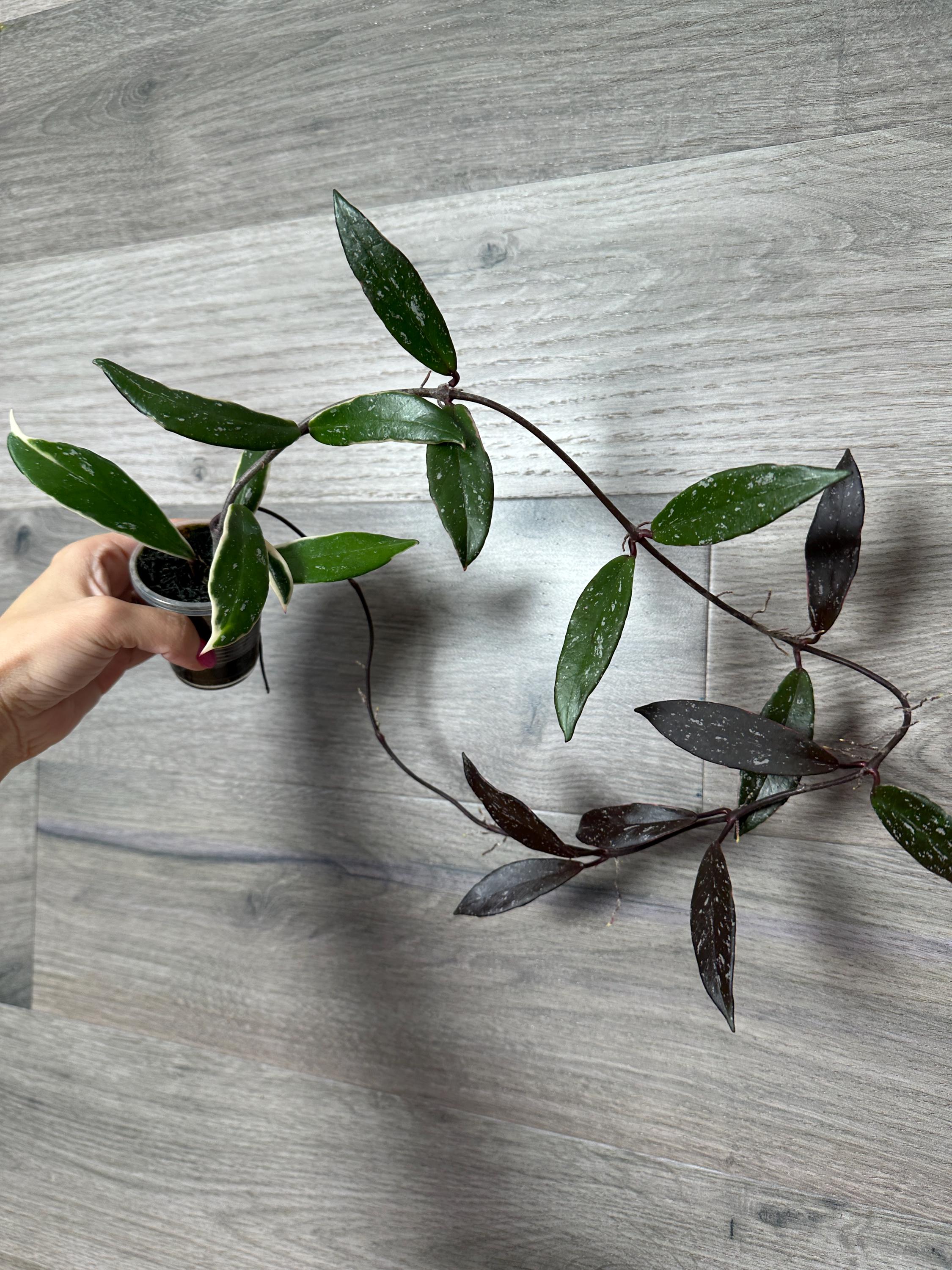 US Seller- RARE Hoya Pubicalyx Albomarginata Outer Variegated