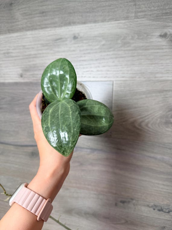 US Seller- Hoya Latifolia Silver Fully Rooted Large Leaves Exact