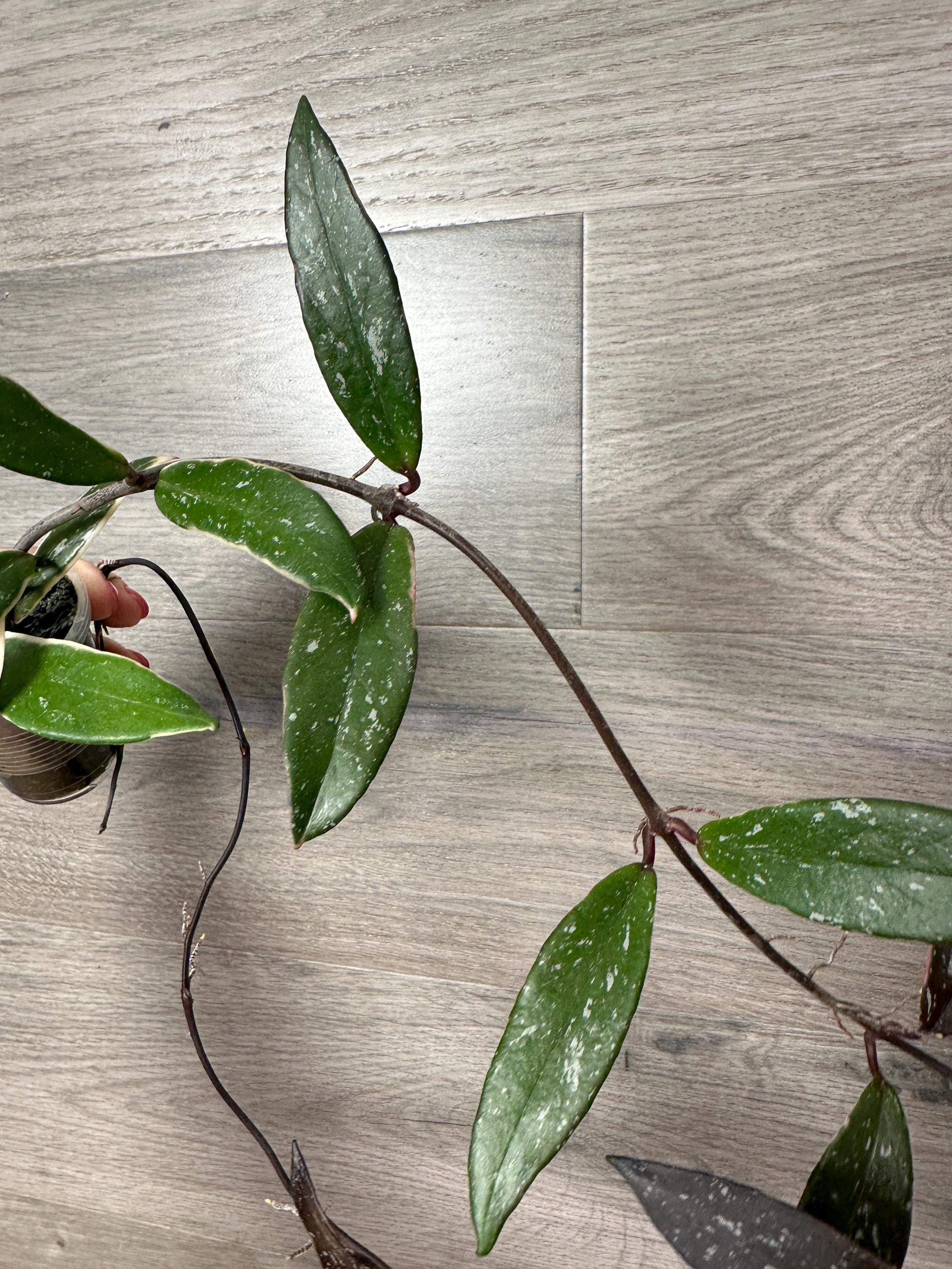 US Seller- RARE Hoya Pubicalyx Albomarginata Outer Variegated