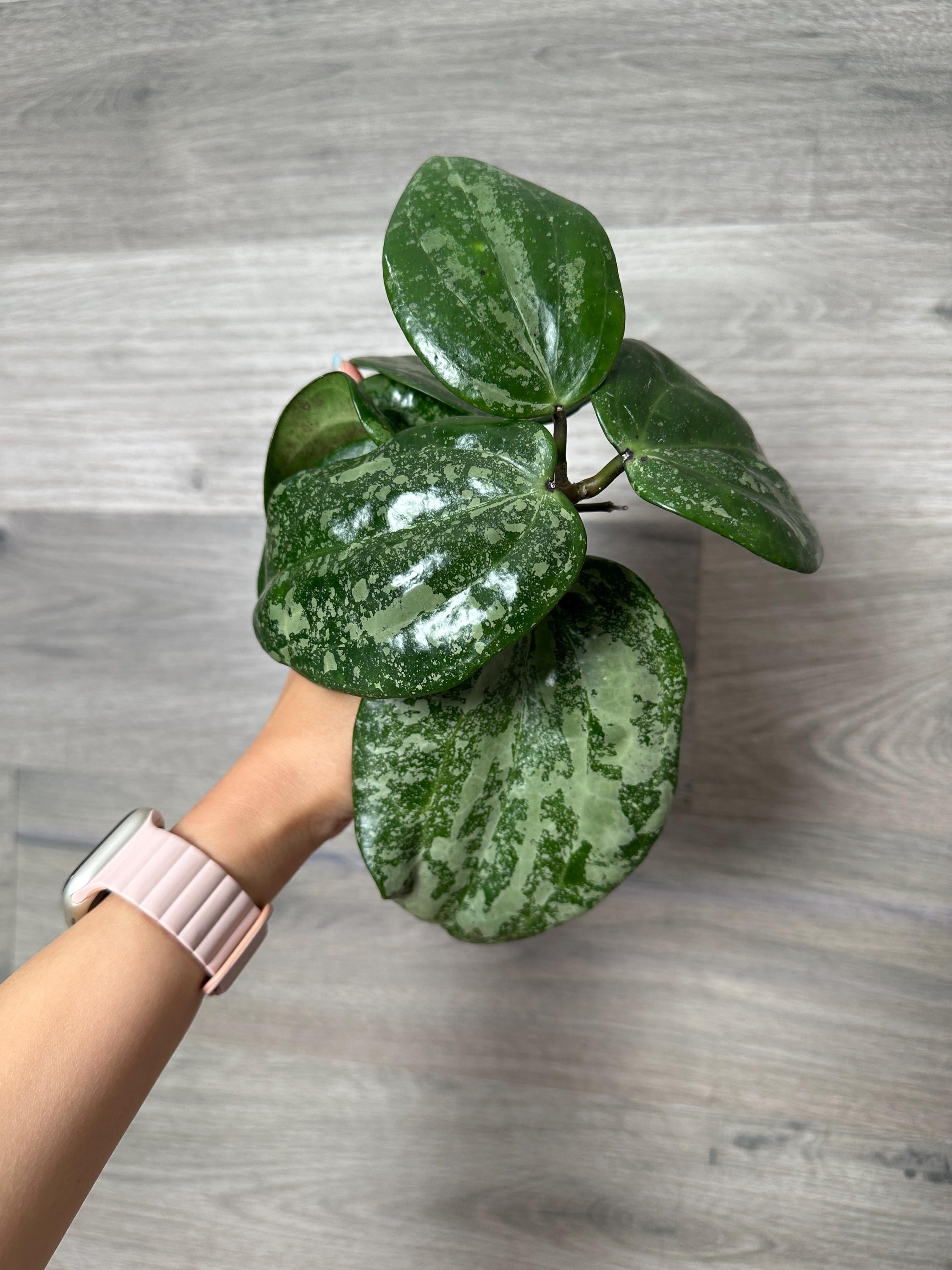 US Seller - Hoya Latifolia Snow Queen Splash Silver Cutting