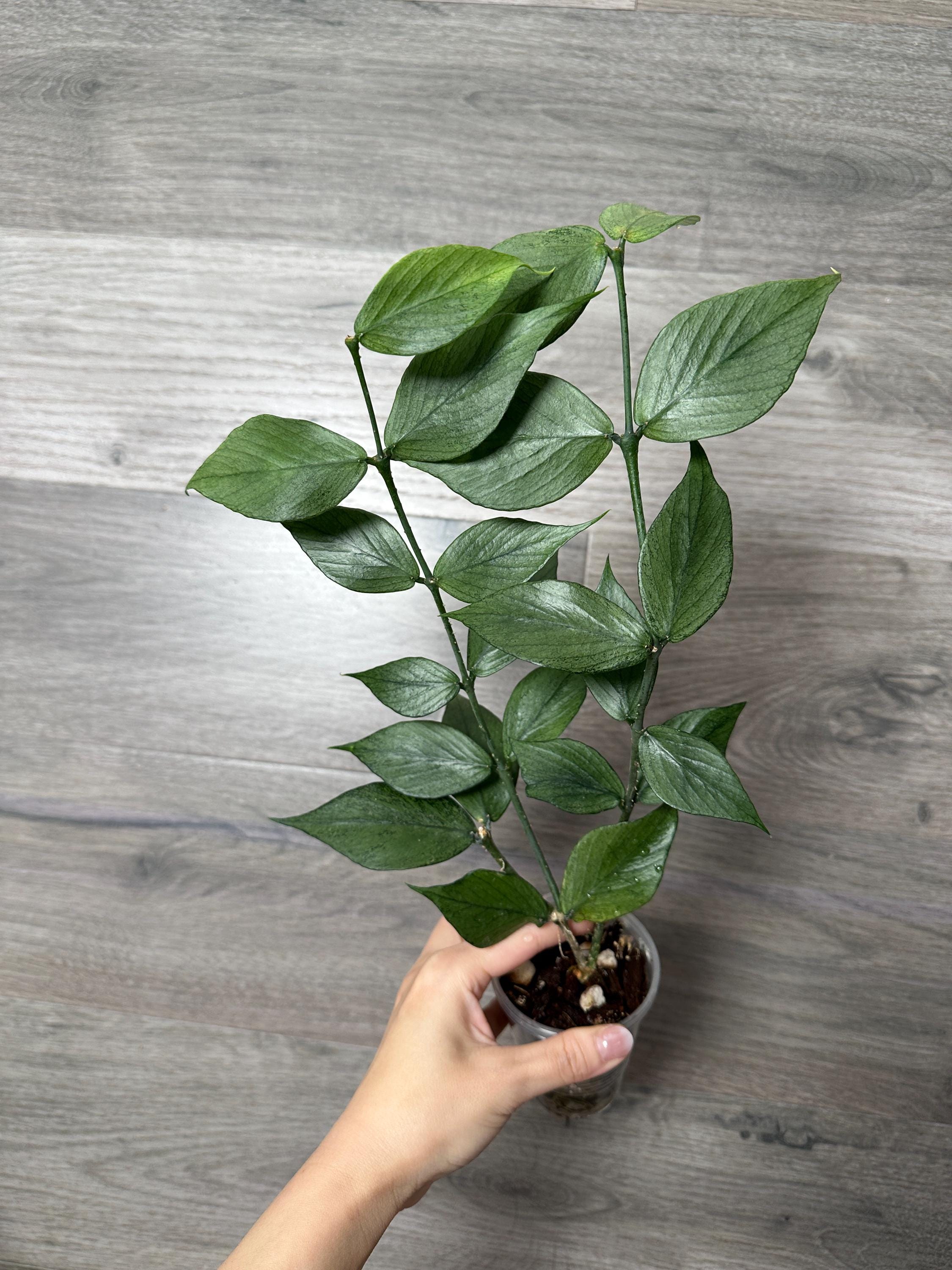 Hoya polyneura silver カット苗 Hoya Silver Polyneura Rooted Fully Full