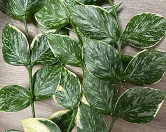 Hoya polyneura silver カット苗 Hoya polyneura 'Broget Silver' (Pet Friendly) – Planted.
