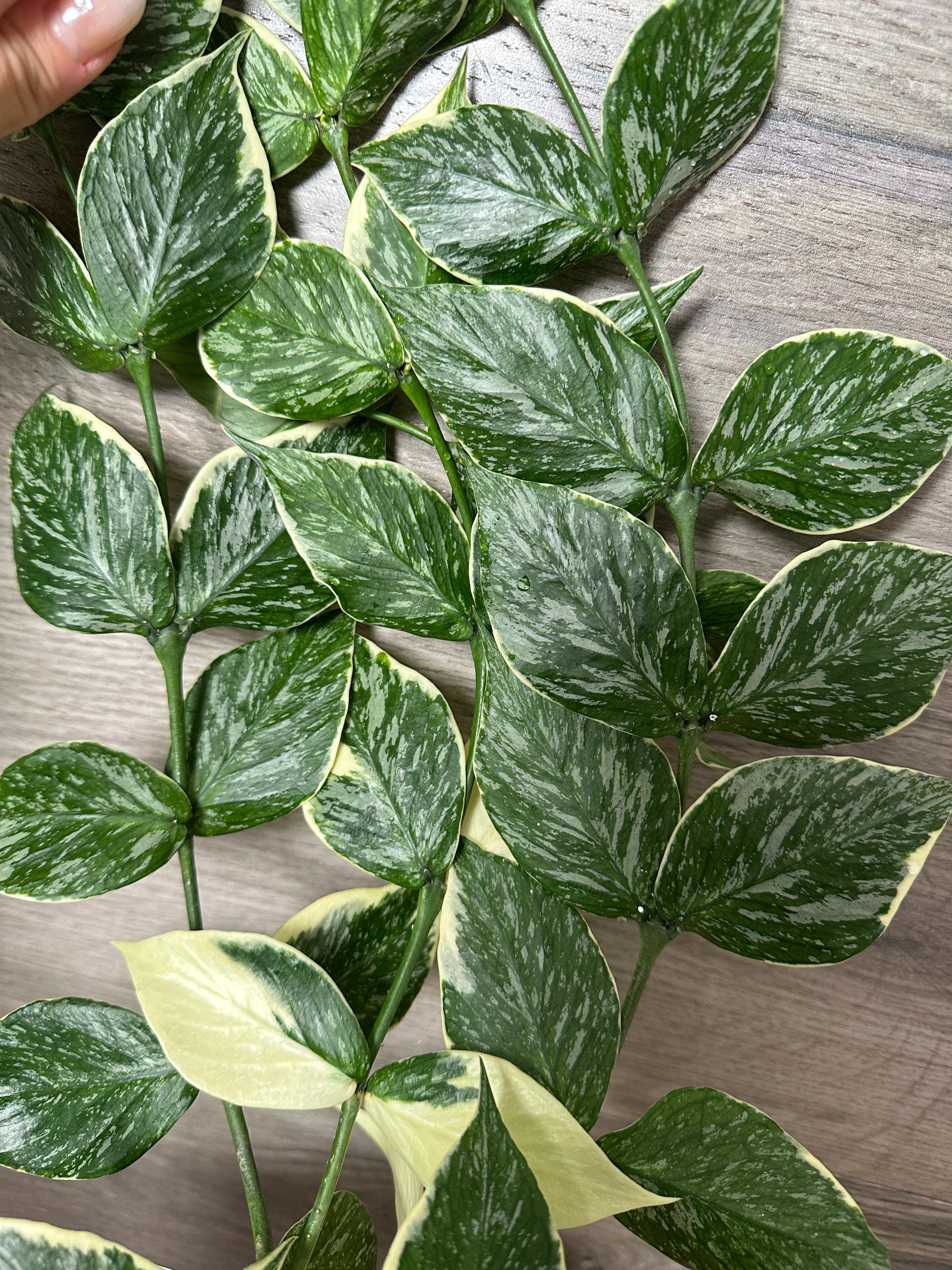 US Seller - Hoya Polyneura Splash 'jasminka' Variegated Unrooted