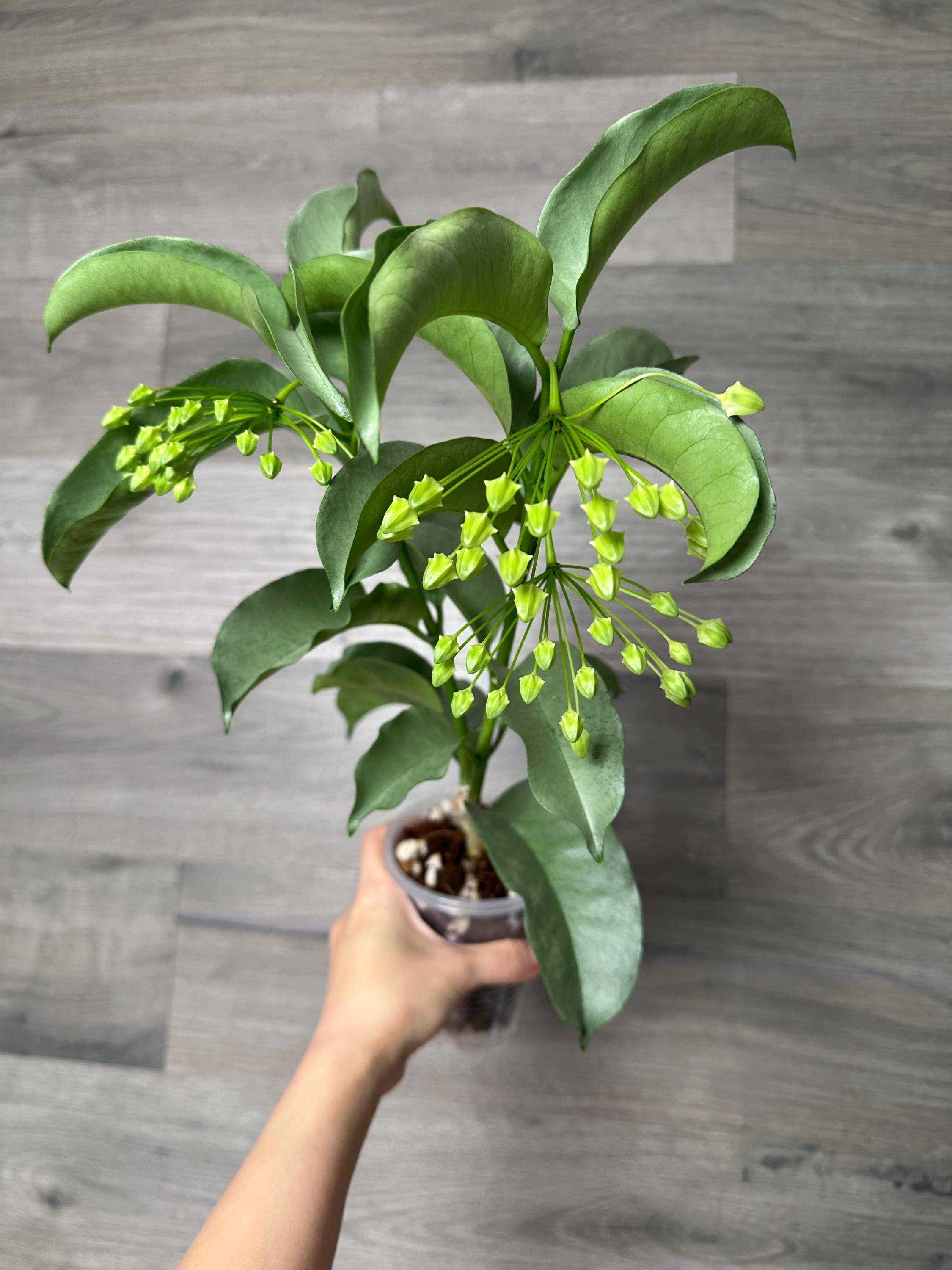 US Seller- Hoya Multiflora 'wonderphil' Fully SILVER LARGE and