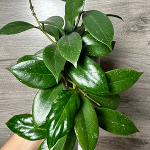 Hoya Sunrise UNROOTED Cutting- ONE node cutting Grower&#39;s Choice