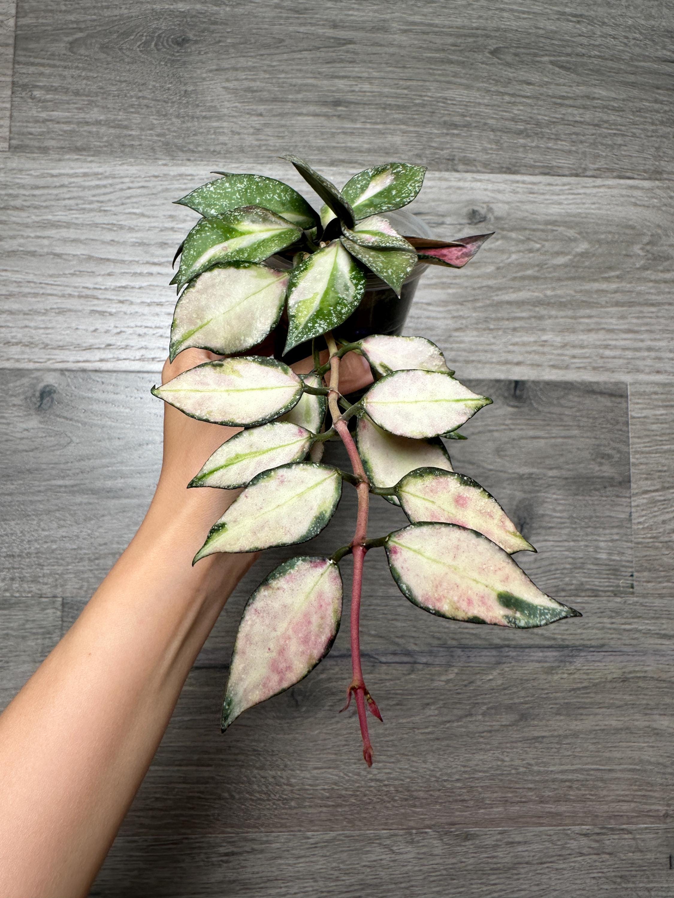 US Seller- Hoya Nabawanensis Variegated Rooted - Pick You Own - Etsy