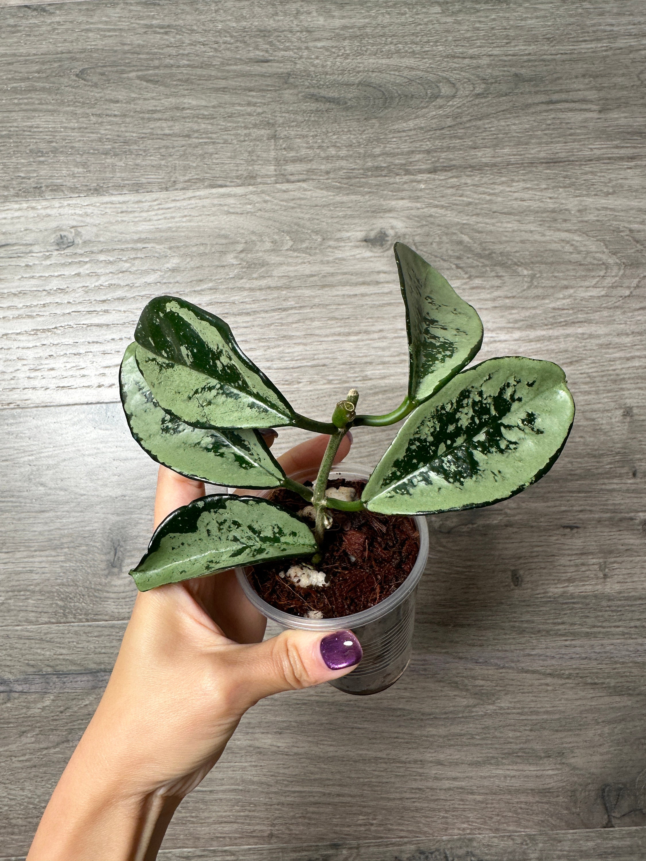 【専用】Hoya AH074など Hoya AH-074 | Houseplant | Always Affordable at Plant Proper
