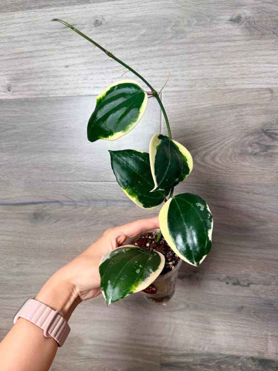 US Seller -very Rare Hoya Latifolia Albomarginata (round Leaf