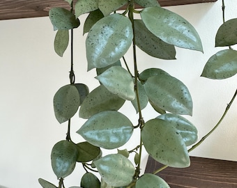 US Seller- Hoya Lacunosa Mint Coin UNROOTED ONE node cutting Seller's Choice