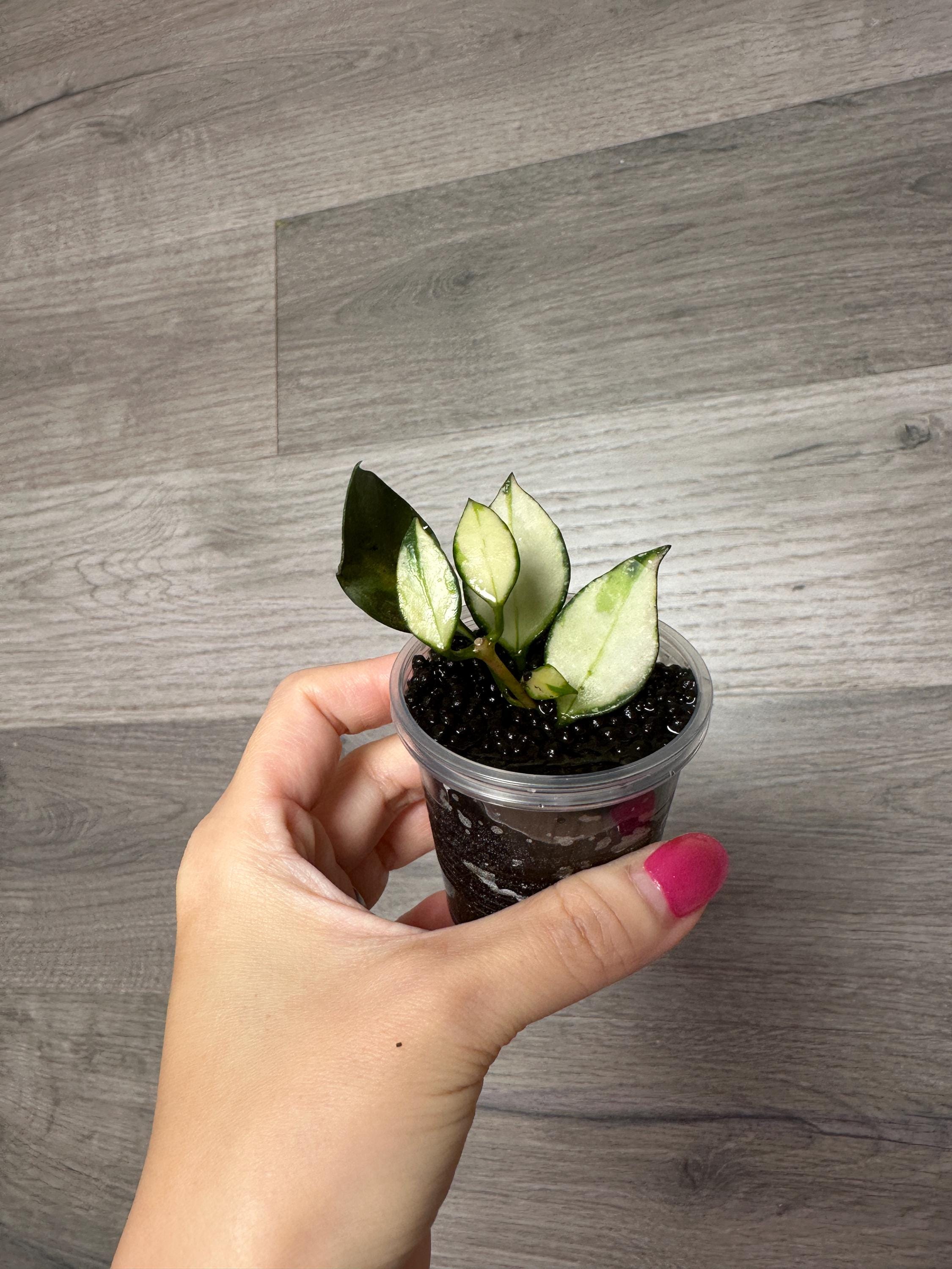 US Seller- Hoya Nabawanensis Variegated Rooted - Pick You Own - Etsy