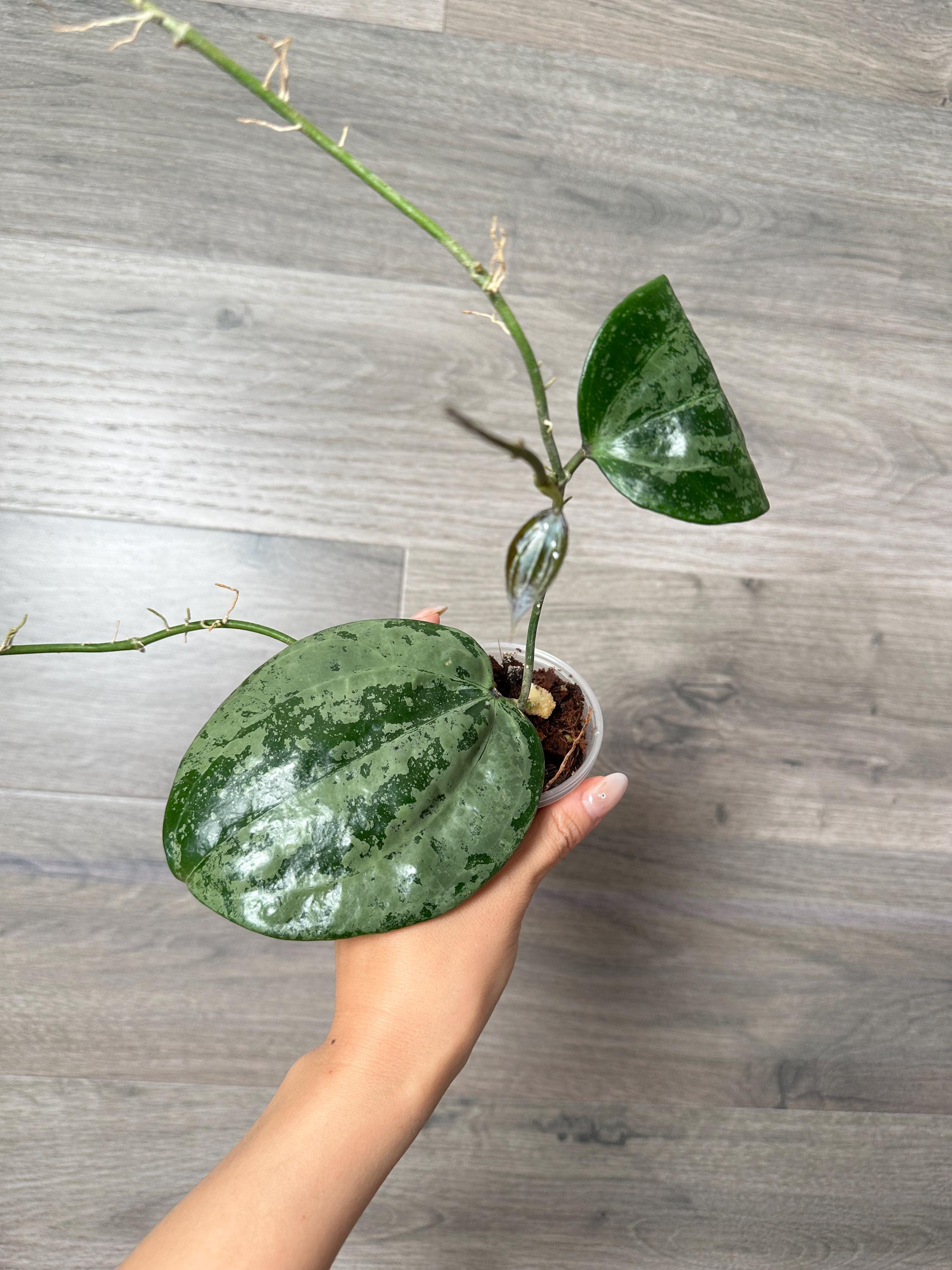 レア　ホヤ　Hoya latifolia ' Queen'サクララン レア ホヤ Hoya latifolia 'Snow Queen'サクララン Hoya
