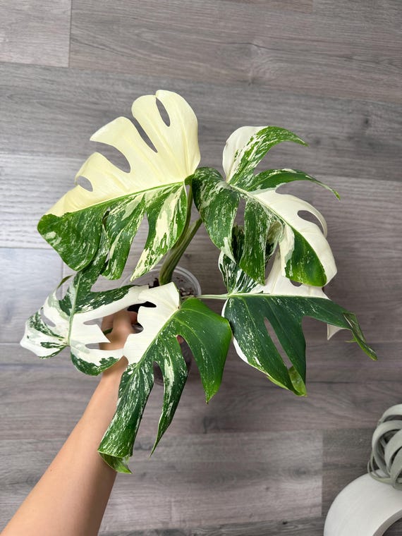 best pot for spider plant Spider Plant Variegated with Planter - Small (3"-6" tall) Terracotta Planter