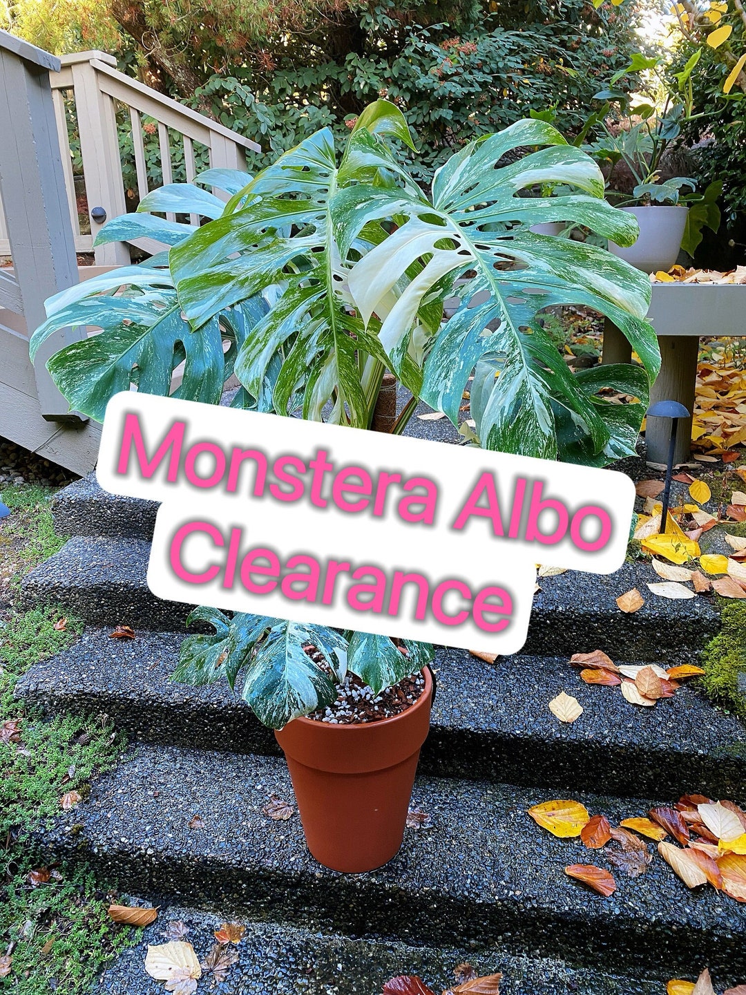 mini monstera for sale Philodendron Mini Monstera Minima | Indoor Plant | Tropical Plant | Potted  Plant main image 1