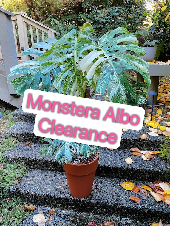 US Seller- Monstera Albo Borsigiana Deliciosa Variegated fully ROOTED stable great variegation - Pick you own