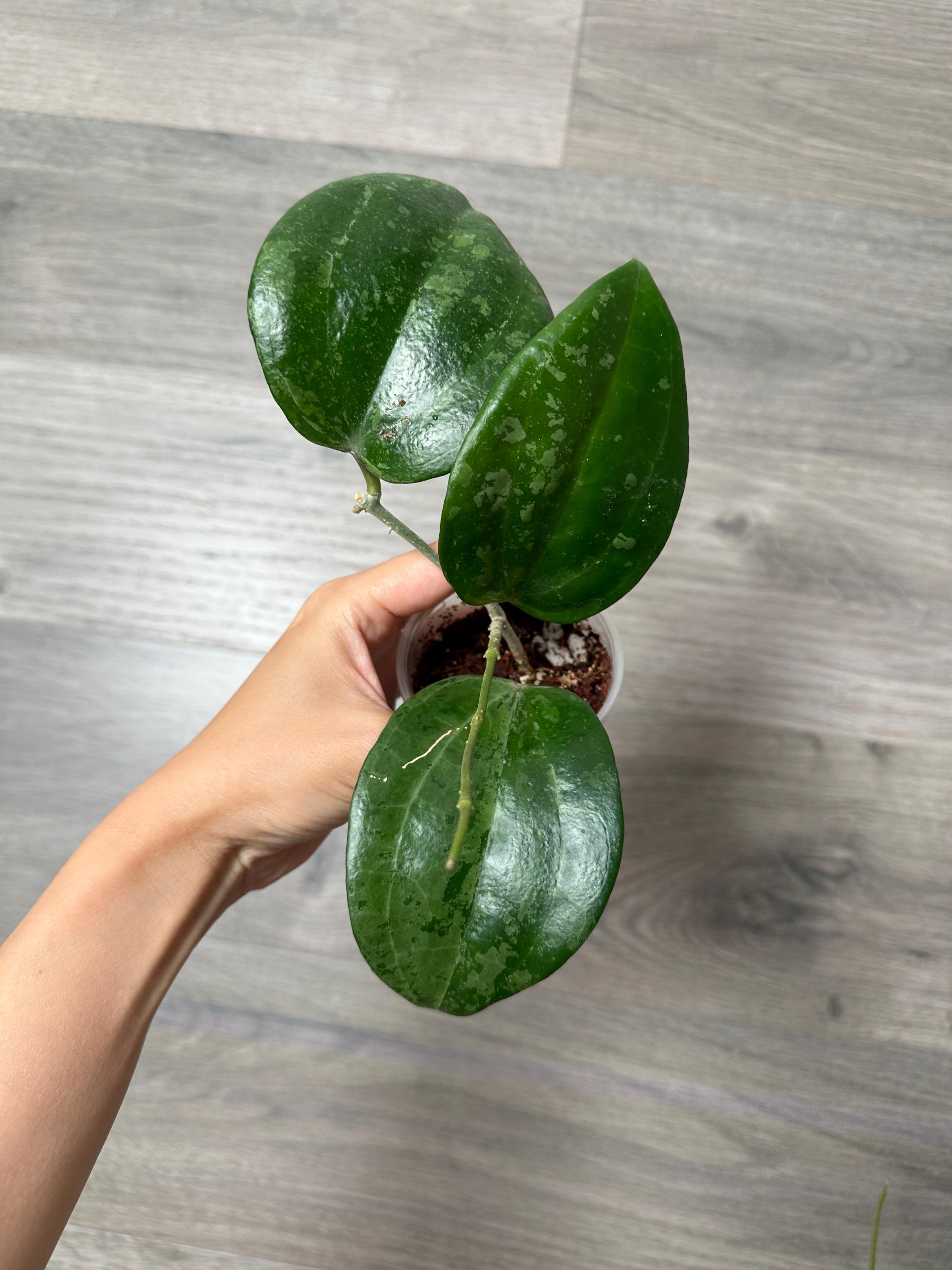 0906 ＊ホヤ ＊ Hoya ＊ latifolia ＊silver Hoya latifolia 'Silver Splash' – Huge Silver-Dusted Leaves