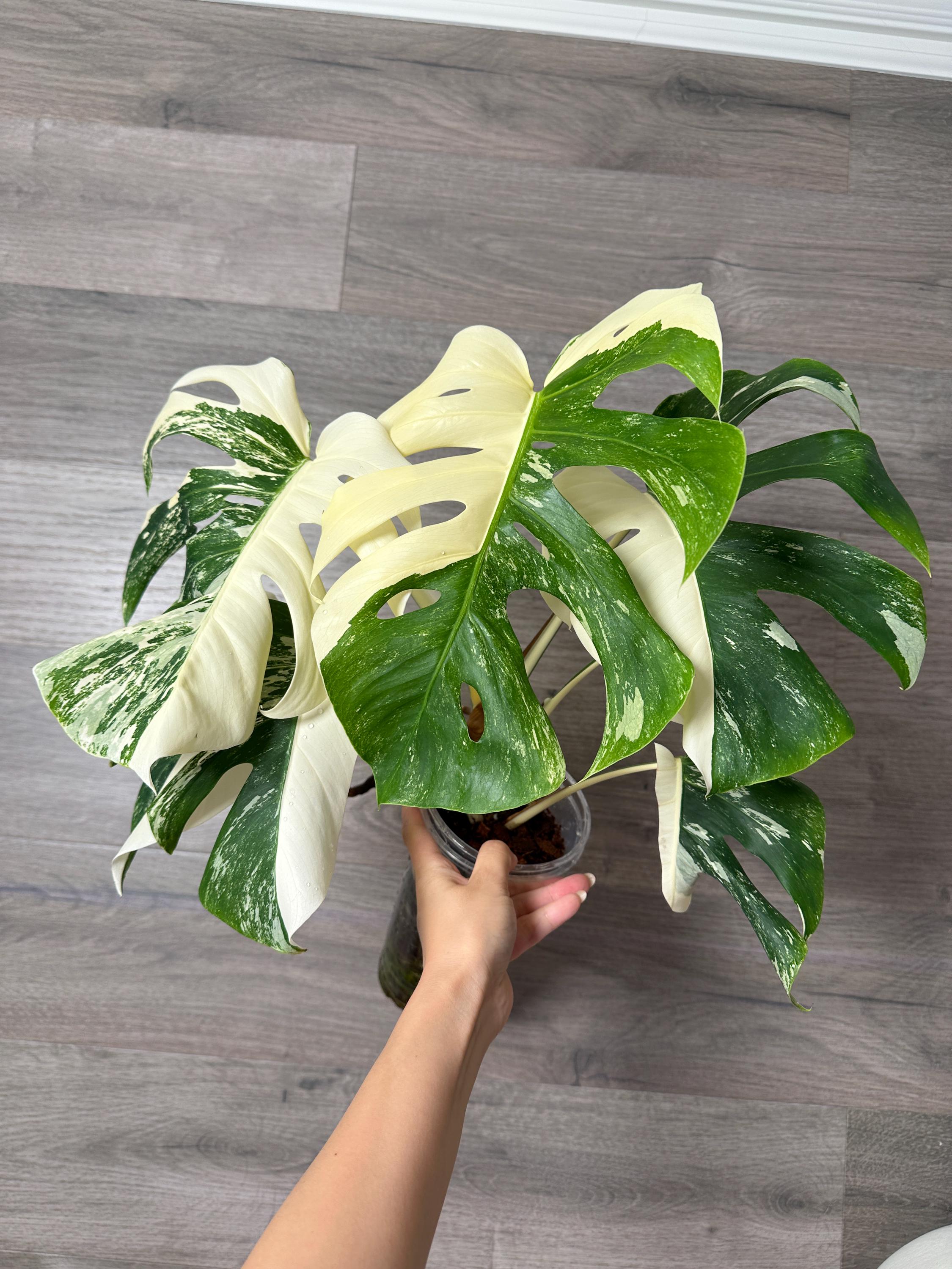 philodendron marble Variegated Philodendron Caramel Marble Plant in Nursery Pot main image 0