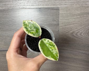 US Seller - Hoya Carnosa Madara 'snow Angel' - Etsy