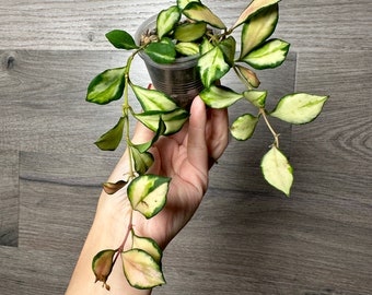 US Seller Hoya Heuschkeliana Variegata Variegated Rooted Stable plant with new growth- Pick you own Exact Plant