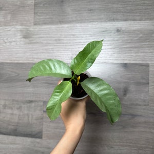 US Seller-rare Hoya Multiflora &#39;WonderPhil&#39; Fully SILVER - pick your own
