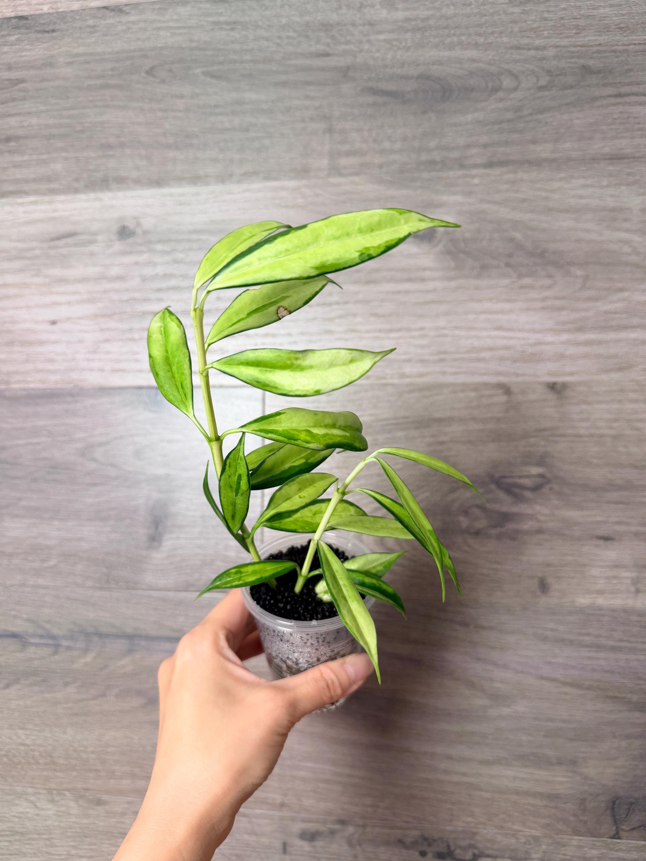 US Seller - Very Rare Hoya Yingjiangensis Variegated Rooted- Pick