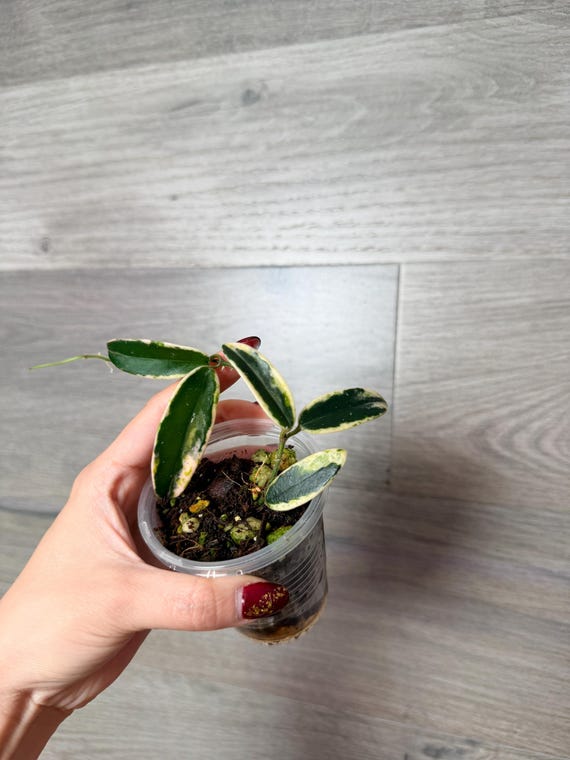 US Seller- Very Rare Hoya Lyi Prism Fully Rooted Great Variegation