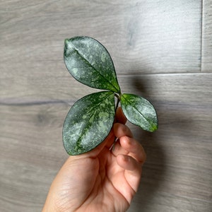 May include: A close-up of a green and silver variegated plant with three leaves. The leaves are oval-shaped and have a speckled pattern.