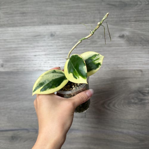 Vendedor de EE. UU.: Hoya sp Para albomarginata TOTALMENTE ENRAIZADA - Elija la suya