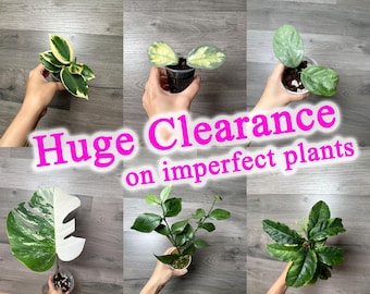 US Seller - Highly discounted plant sale exact plant