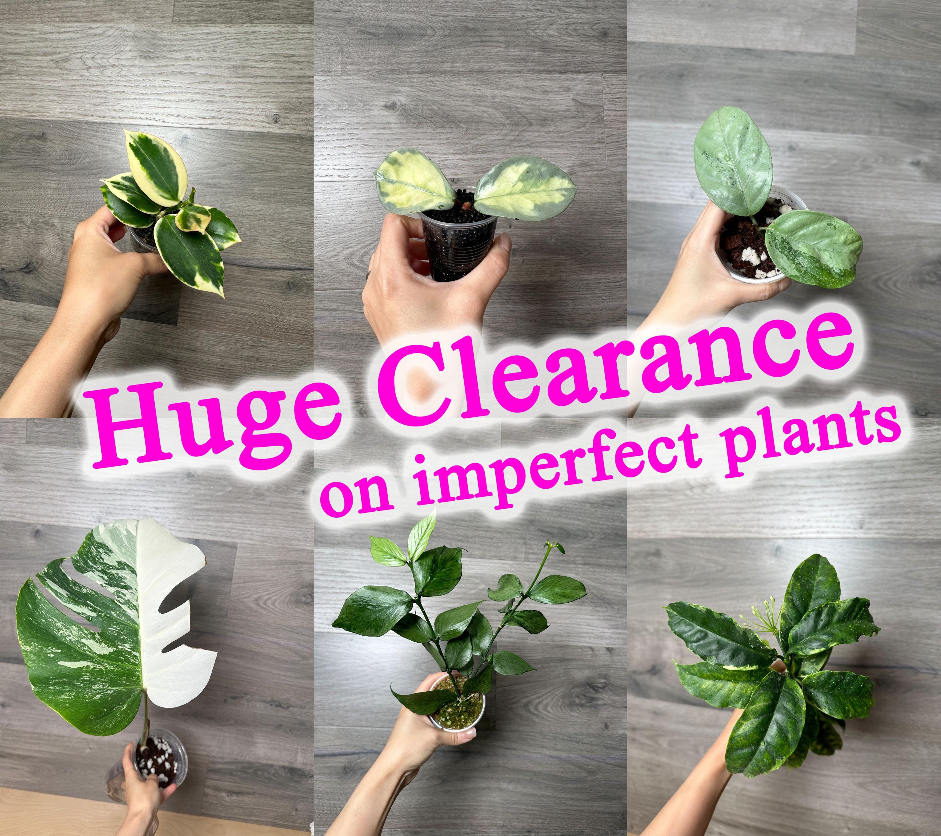 indoor pothos plant House Plant 4-pothos-golden Golden Pothos Plant in 4 in. Pot main image 1