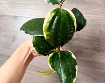 US Seller - Hoya Latifolia Albomarginata (round Leaf) Variegated