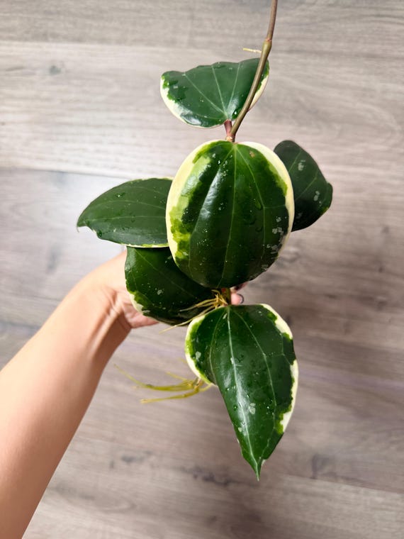 US Seller - Hoya Latifolia Albomarginata (round Leaf) Variegated