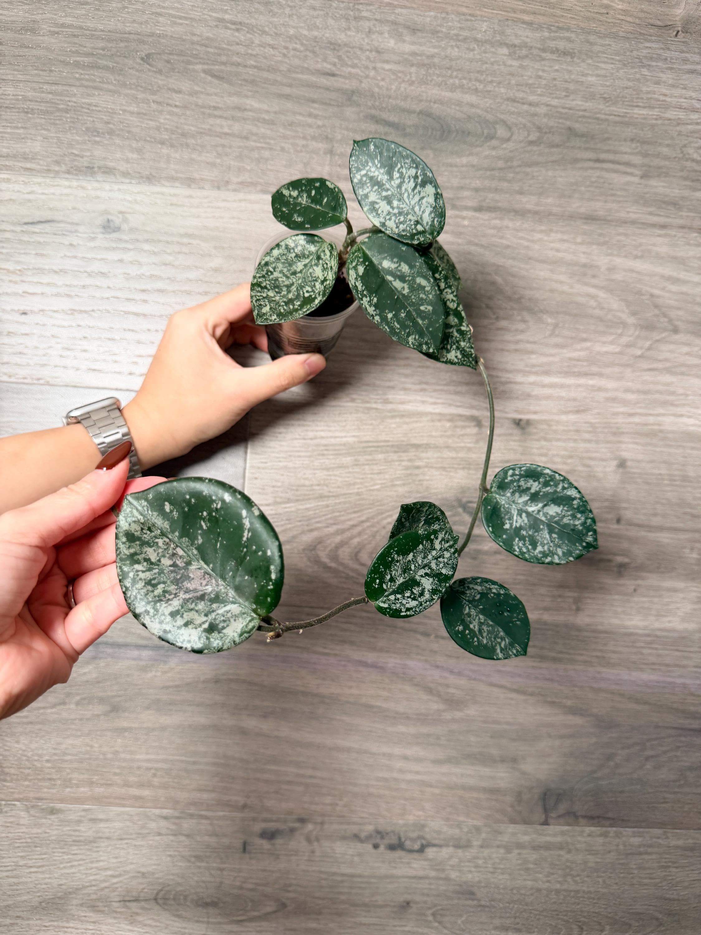 US Seller- Hoya Carnosa Freckles Splashy/ Silvery - Pick Your Own