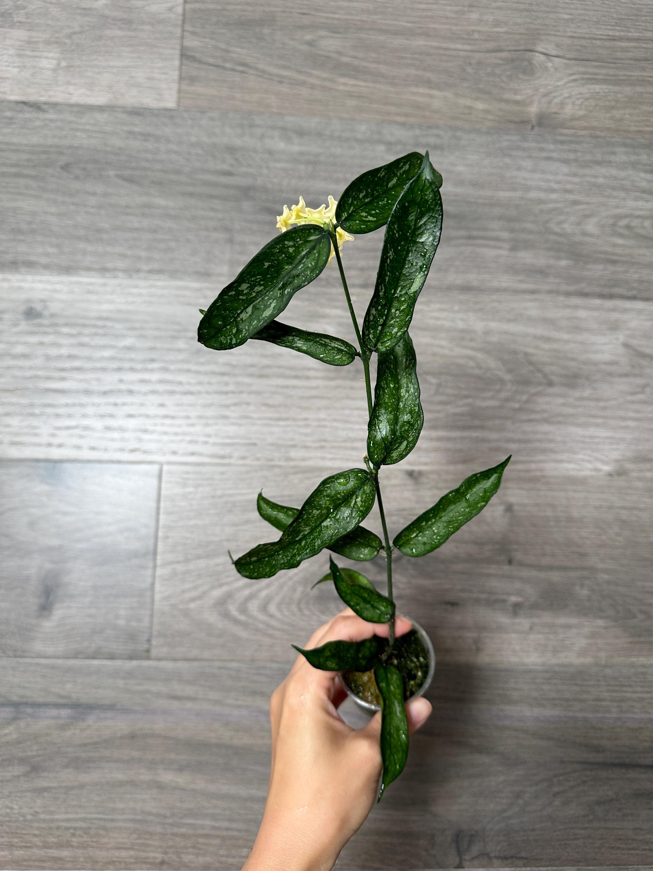 US Seller Hoya Pandurata Vietnam Fully Rooted- Pick Your Own - Etsy