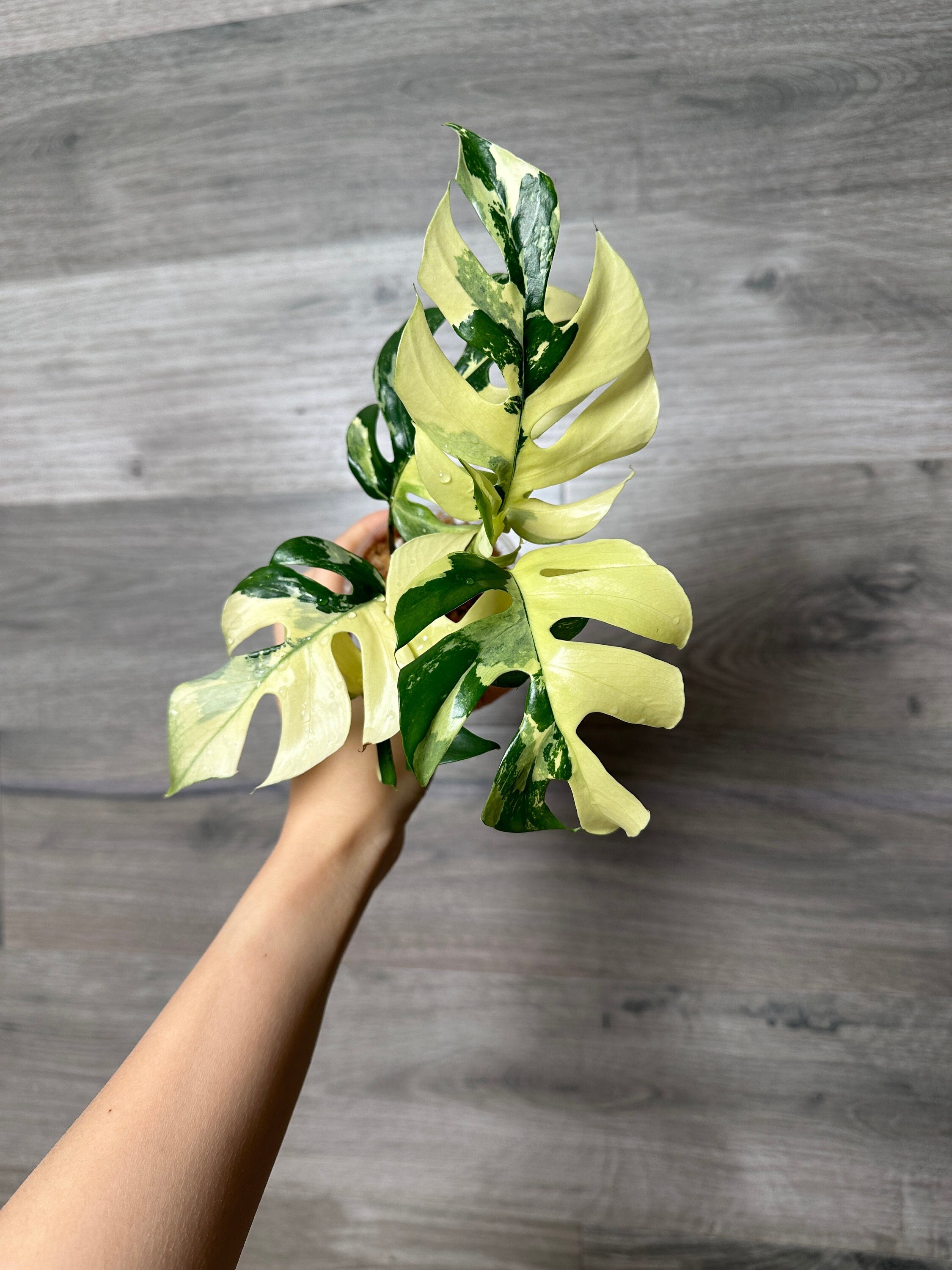 US Seller -Very rare Variegated Rhaphidophora Tetrasperma variegata great Variegation rooted- Pick your own
