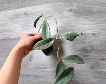 m*m様 26 ホヤ　‘073’ ウィルバーグレイブス　フルシルバー　大株 Rare) Hoya Wilbur Graves Super Silver for sale - HappyForestStore