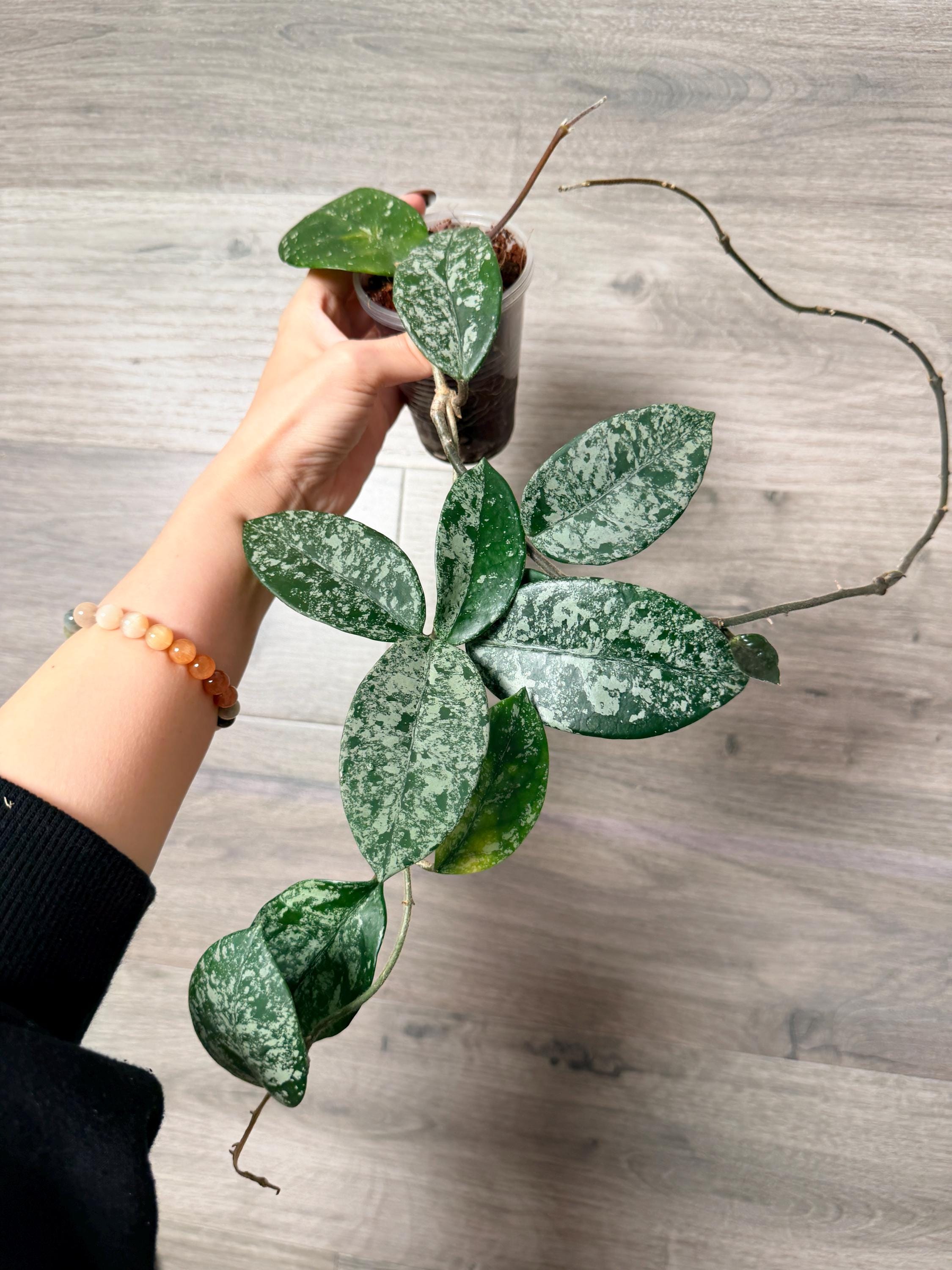 US Seller- Hoya Carnosa Freckles Splashy/ Silvery - Pick Your Own