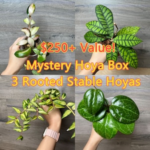 US Seller - Hoya Mystery Box - 3 rooted Hoyas