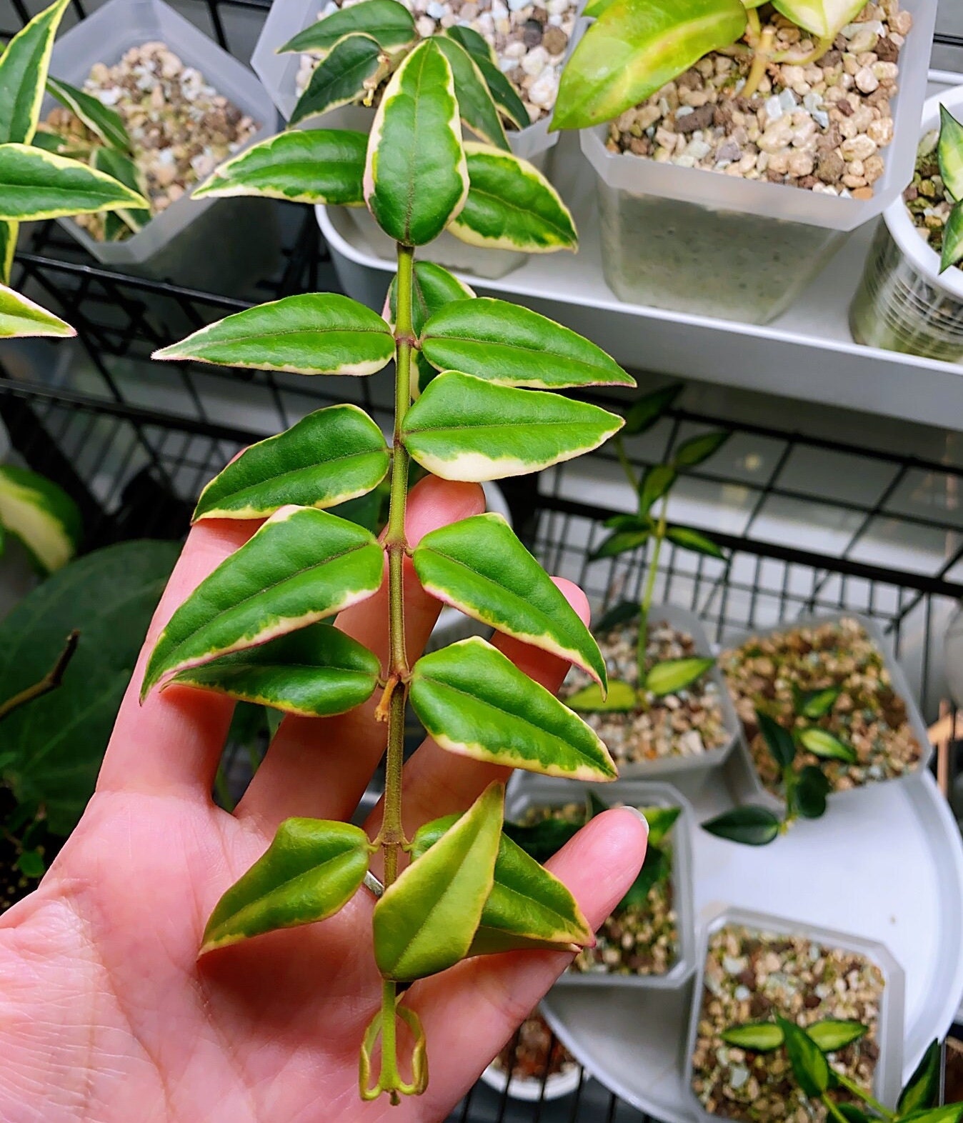Hoya Bella Variegated Albomarginata Rooted - Etsy