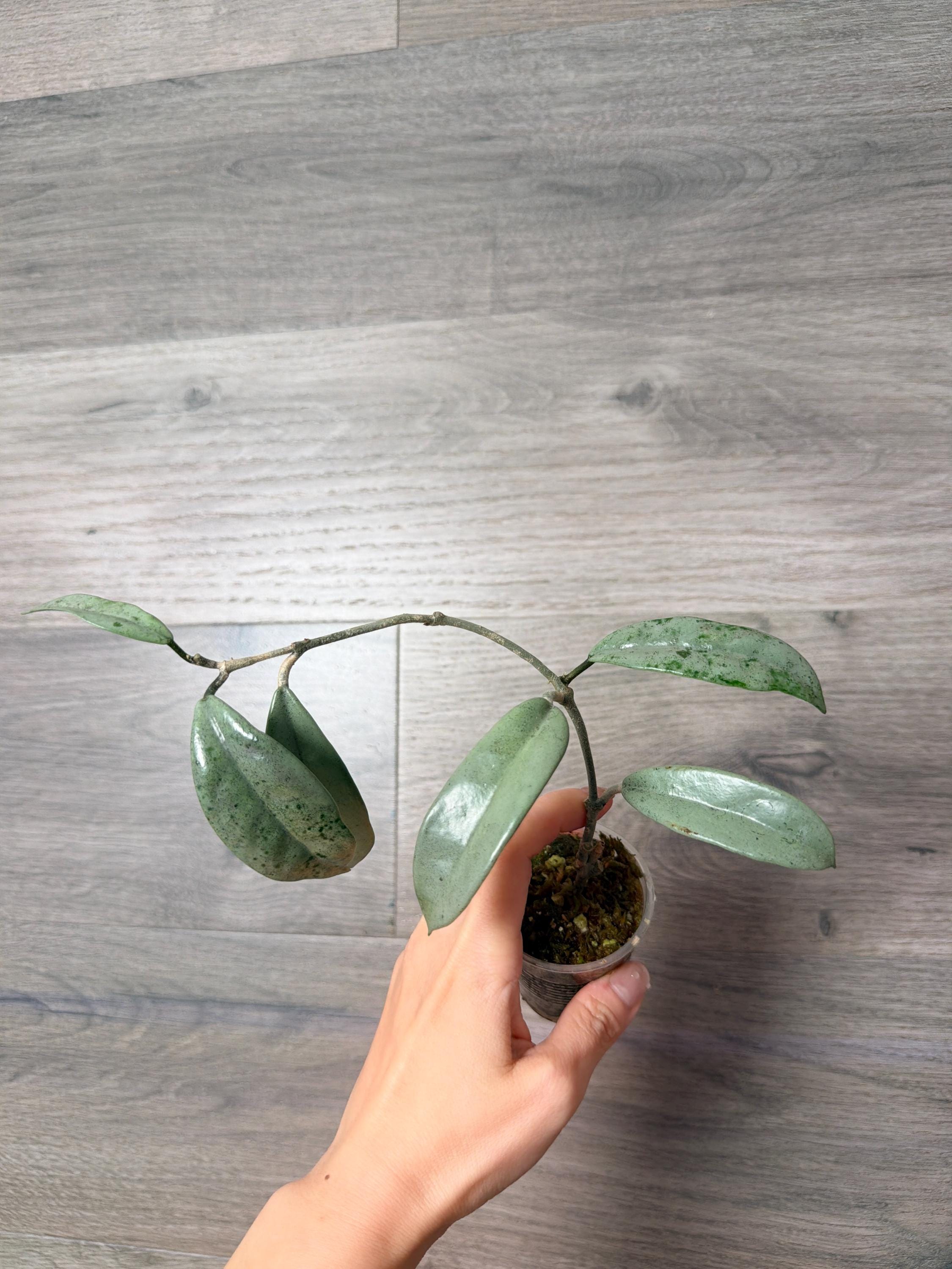 US Seller -very Rare Hoya Wilbur Graves SILVER Fully Rooted Stable