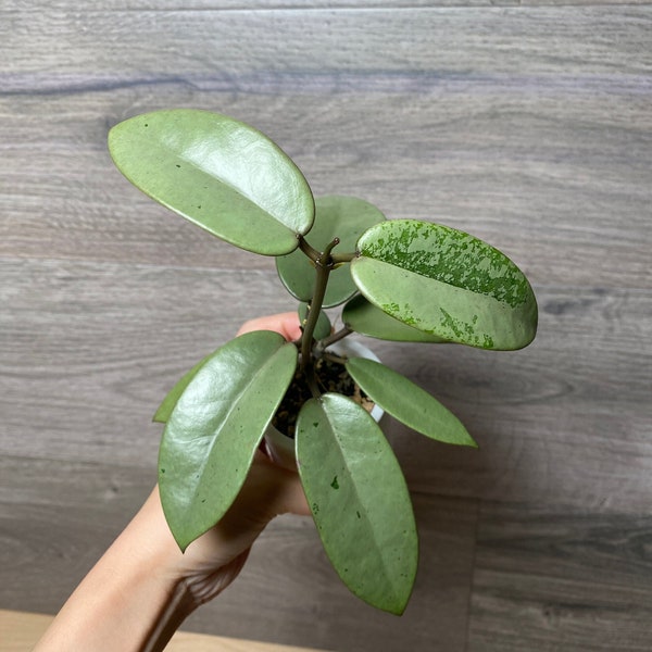 US Seller Hoya Silver Dollar rooted BEAUTIFUL THINCK Silver leaves - Pick your own Exact Plant