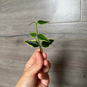 Hoya Bella ALBO outter Variegated UNROOTED Cutting- 3 node cutting Grower&#39;s Choice