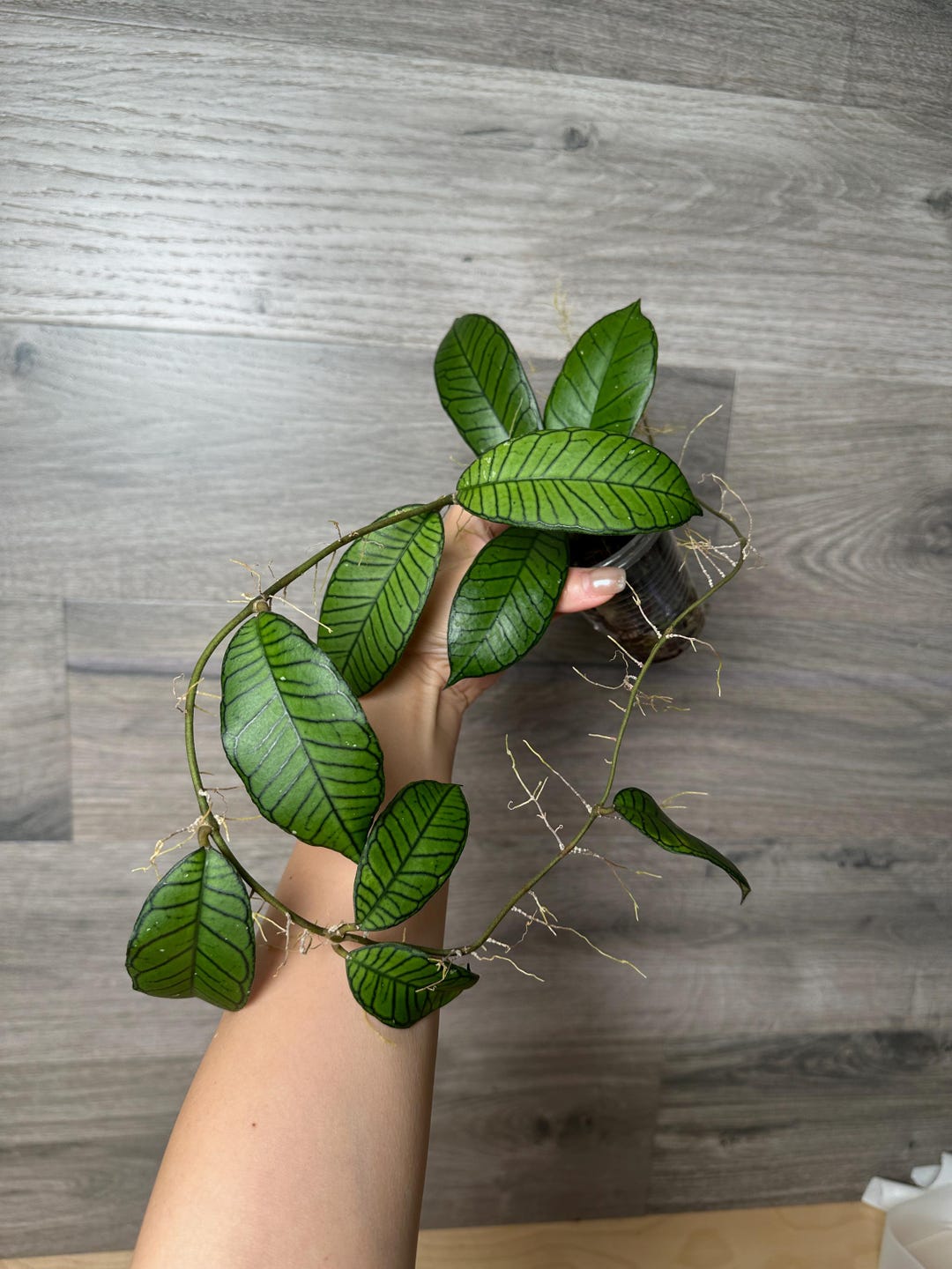 US Seller - Hoya Gunung Gading Rooting Cuttings - Pick Your Nodes - Etsy