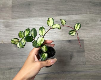 US Seller - Hoya Mathilde Variegated Very Rare Unicorn Rooted