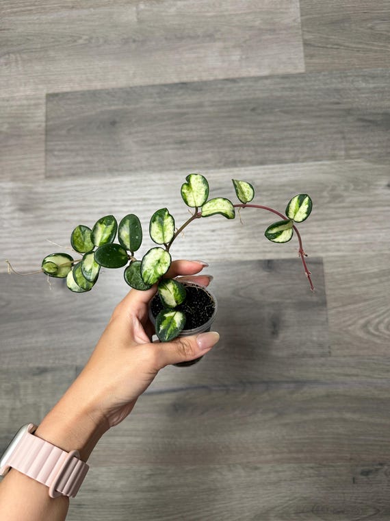 US Seller - Hoya Mathilde Variegated Very Rare Unicorn Rooted