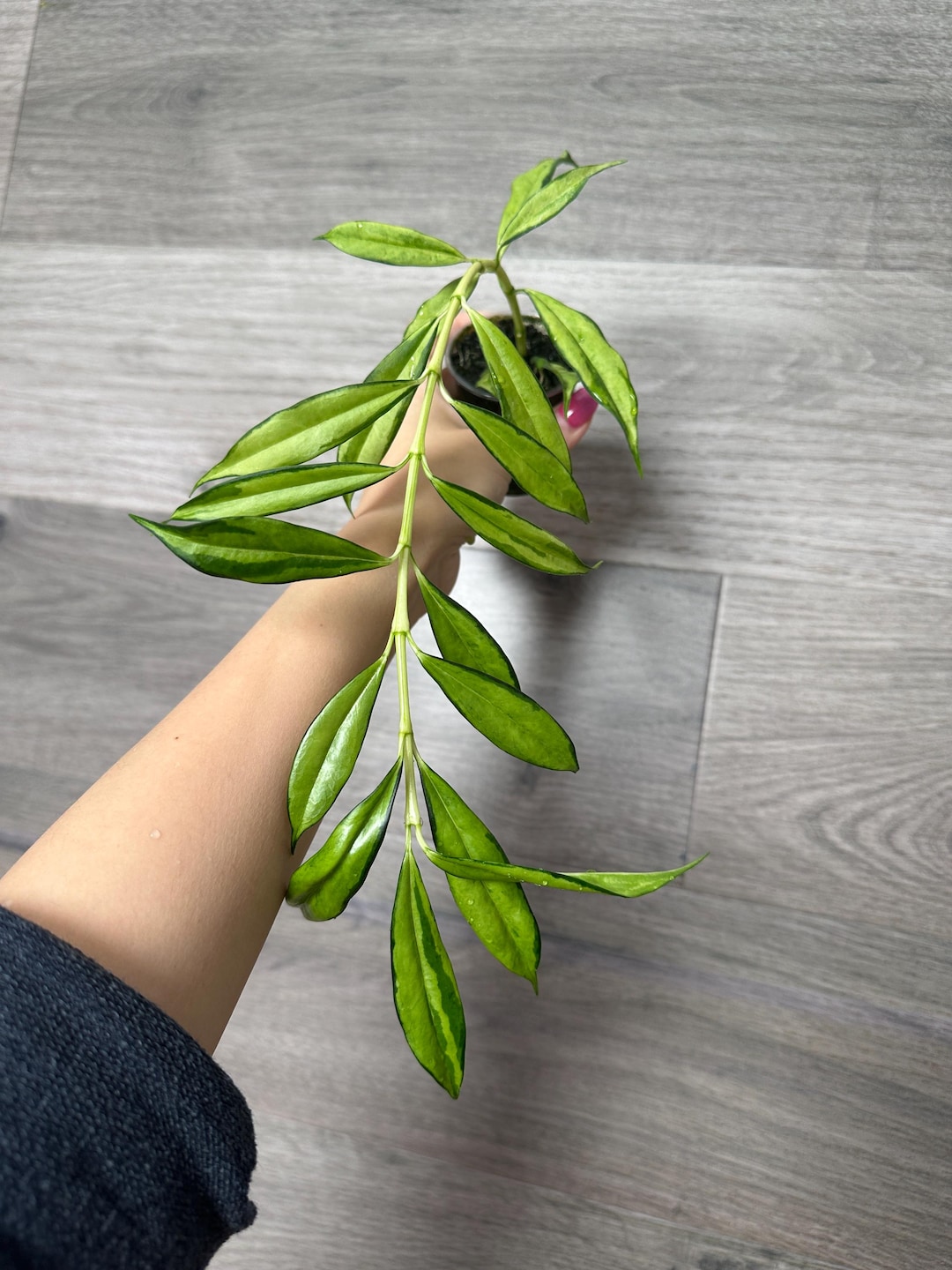 珍種極めて希少種 レア ホヤ　Hoya Yingjiangensis サクララン US Seller - Very Rare Hoya Yingjiangensis Variegated Rooted- Pick